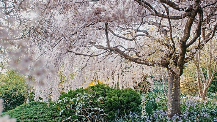 Cherry Blossoms in the Blue Mountains