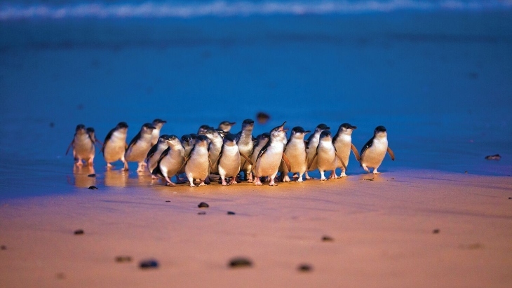 Phillip Island Penguins