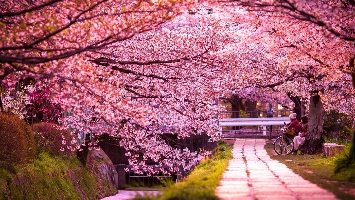Cherry blossoms in Kyoto