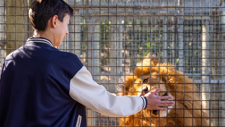Sydney Zoo Lion Encounter