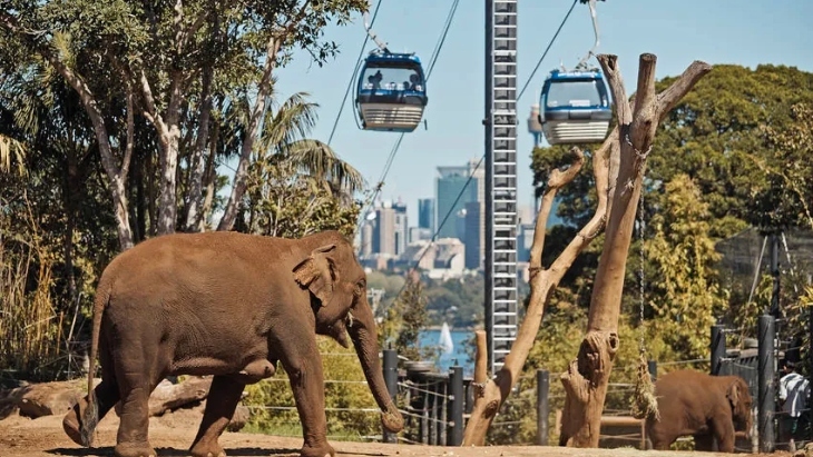 Taronga Zoo Sky Safari