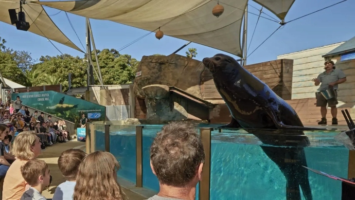 Seals For the Wild Taronga Zoo