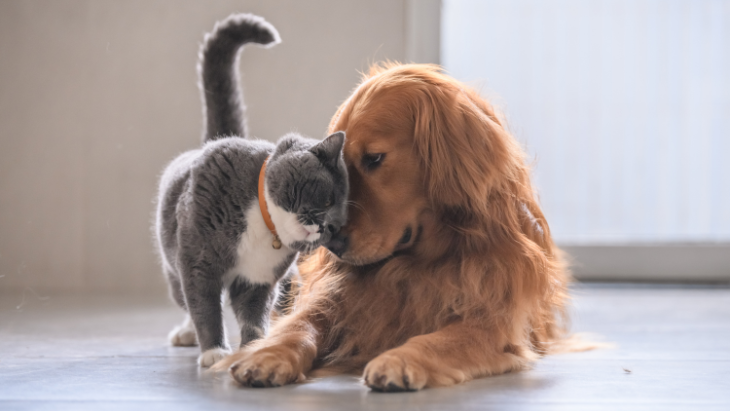 Cat cuddling up to a dog