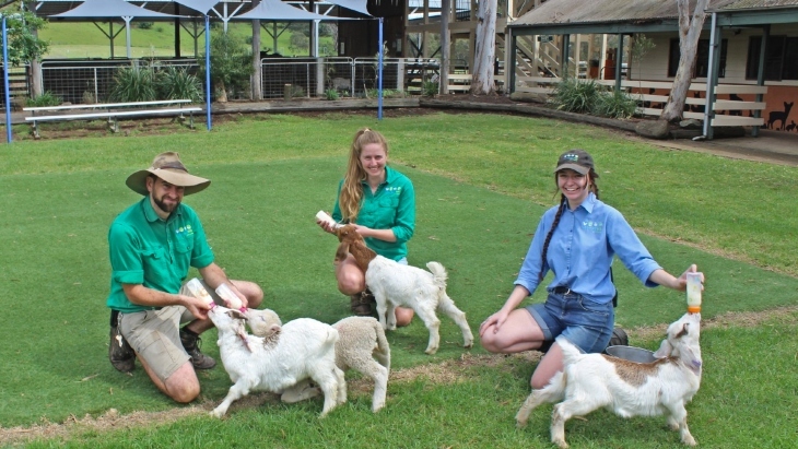 Calmsley Hill City Farm animal feeding