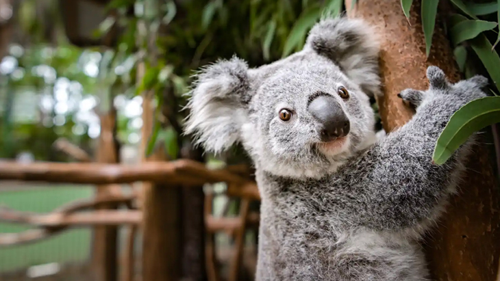 Featherdale Sydney Wildlife Park