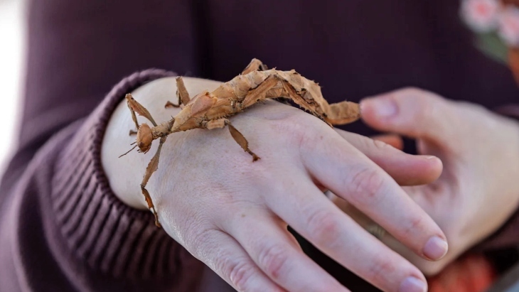 Hand with grasshopper