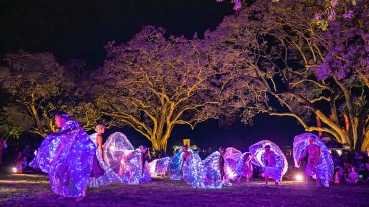 Illuminate Grafton Jacaranda Festival