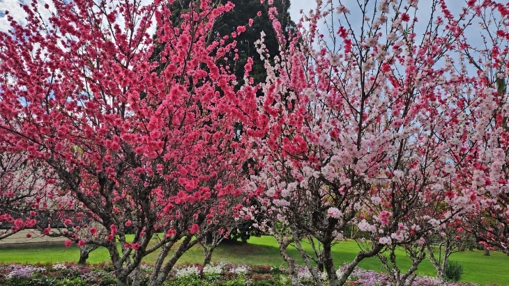 Wistaria Gardens in Parramatta Park