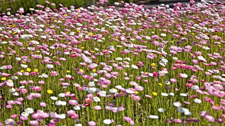  Paper Daisy Spring Festival