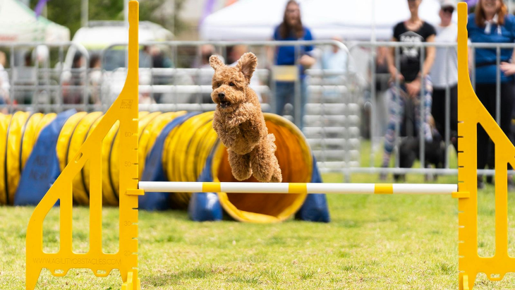 blacktown city pet festival