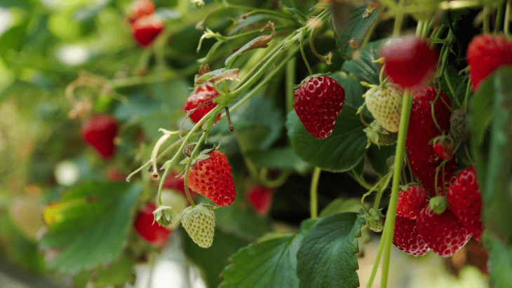 spring fruit picking