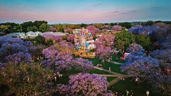 Grafton Jacaranda Festival