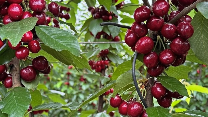 TNT Produce cherries