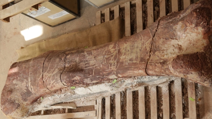2.4-metre-long Patagotitan thigh bone
