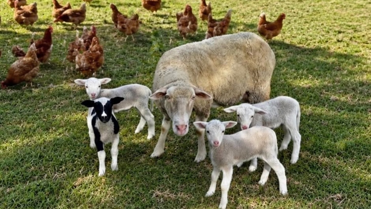 Farmyard animals at Nancys Freedom Farm Arcadia