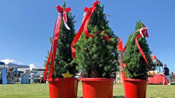 Mini Christmas trees in red potts
