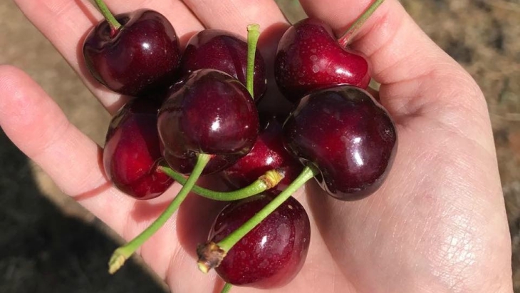 Cherry Picking Near Sydney