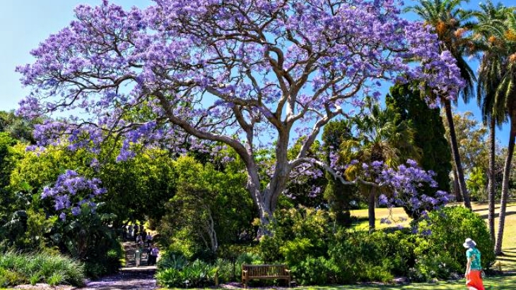 Jacarandas trees in Sydney