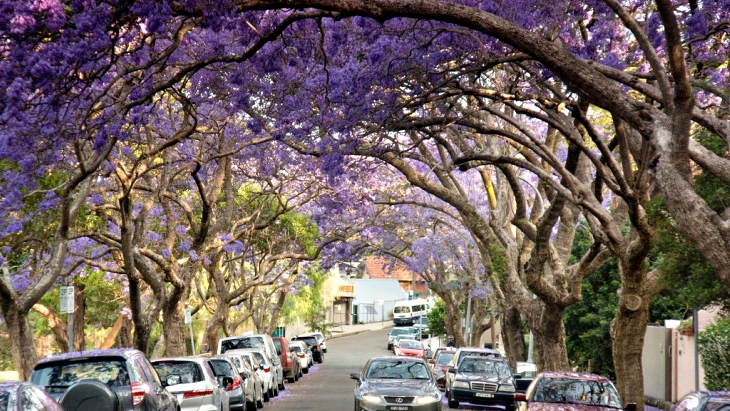 Jacaranda tree