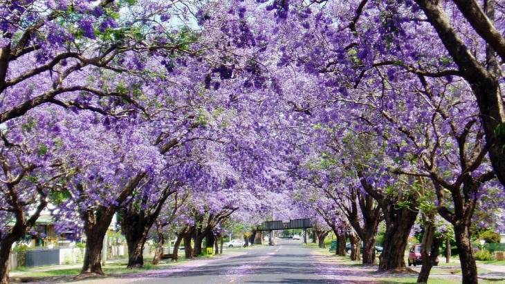 Jacaranda Festival