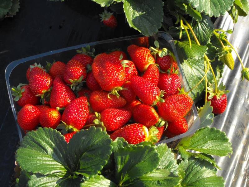 Strawberry picking - Sunny Ridge Strawberry Farm