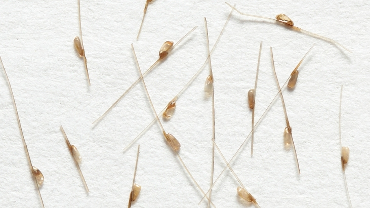 Ellaslist ultimate guide to surviving head lice and nits  