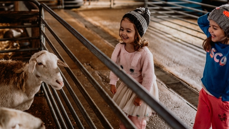 Animals at Calmsley Hill City Farm