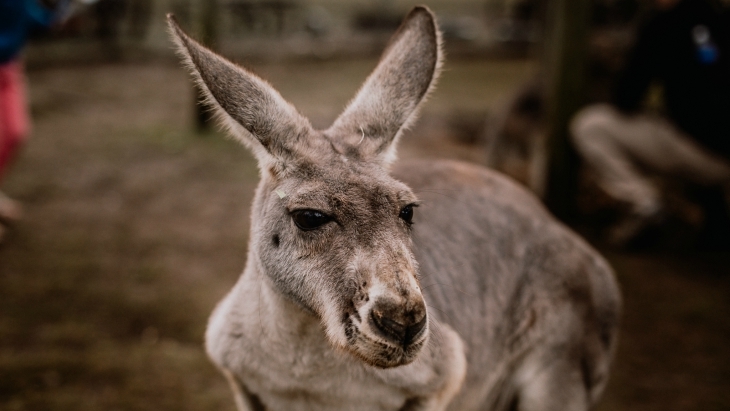 Calmsley Hill Australian animals