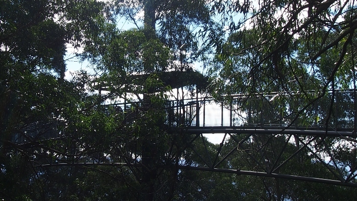 Treetop Walk