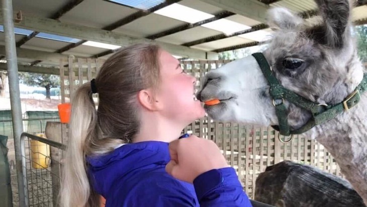 Breakfast With 200+ Alpacas & Llamas At Alpaca Magic