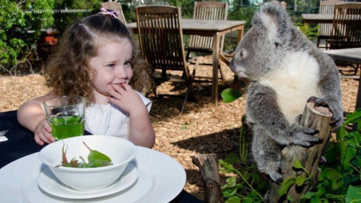Breakfast With The Koalas At Wild Life Sydney Zoo