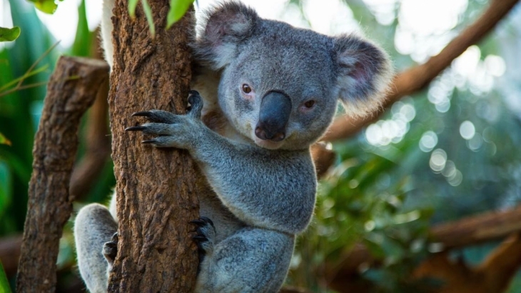 WILD LIFE Sydney Zoo