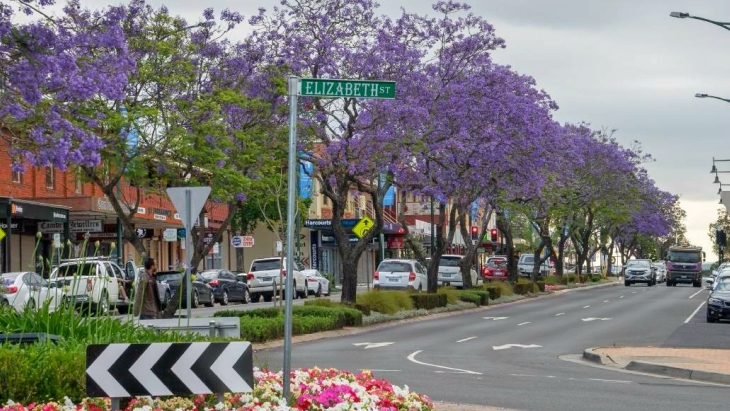 Jacarandas