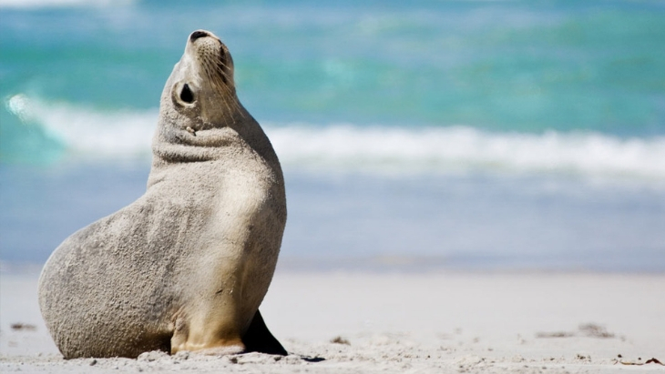 Kangaroo Island