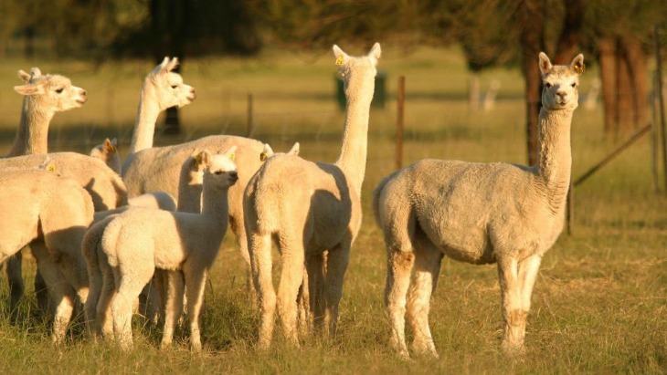 Starline Alpacas