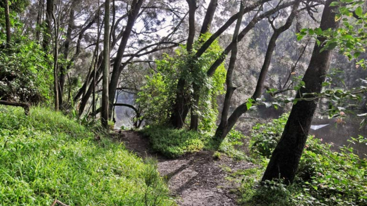 Lane Cove National Park