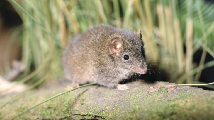 Lane Cove National Park