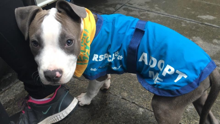 Animal Shelters & Rescues In Sydney & Melbourne For Dog