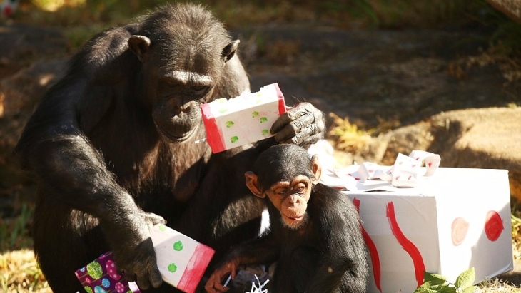 Taronga Zoo in Sydney is Open On Christmas Day 2020