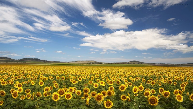 Sunflower Fields Brisbane