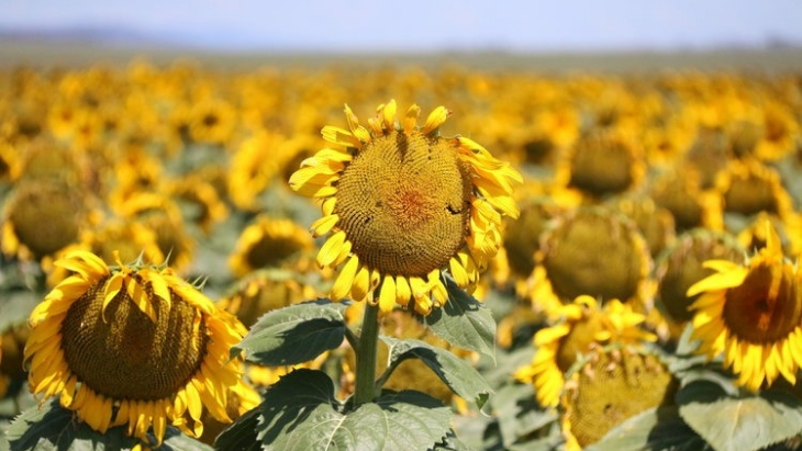 Sunflower picking in Sydney