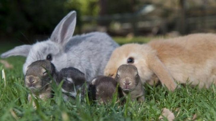 Things to do at Calmsley Hill City Farm