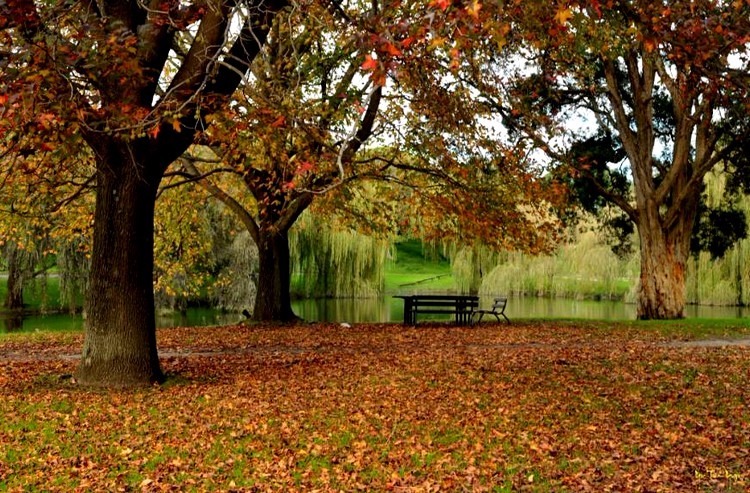Centennial Park in autumn