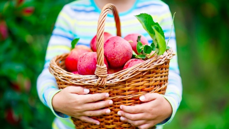 Fruit picking in Sydney