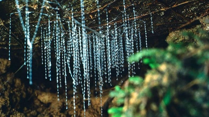 Glow worm tunnels near Sydney