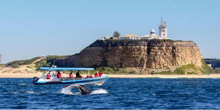 Whale watching in Newcastle