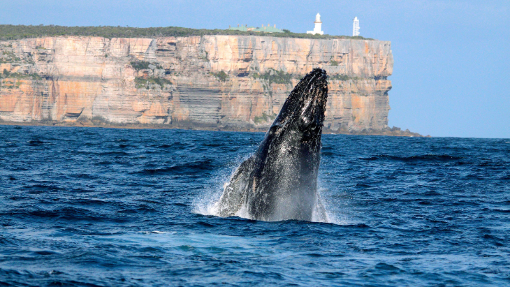 Whale watching in Sydney