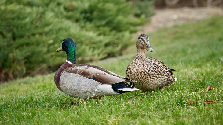 Feed The Ducks On The Northern Beaches