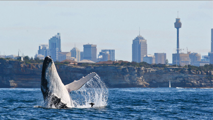 Where to go whale watching in sydney
