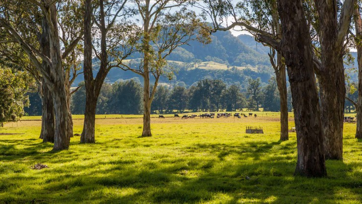 Kangaroovalley drive